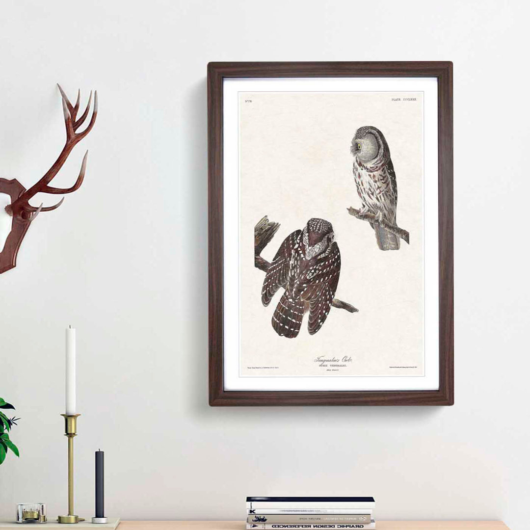 Tenmalms Owls by John James Audubon - Framed Print