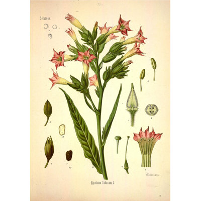 Botanical 103