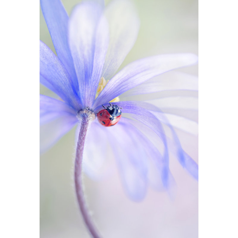 Wrapped Canvas Print, 60.96 cm H x 91.44 cm W