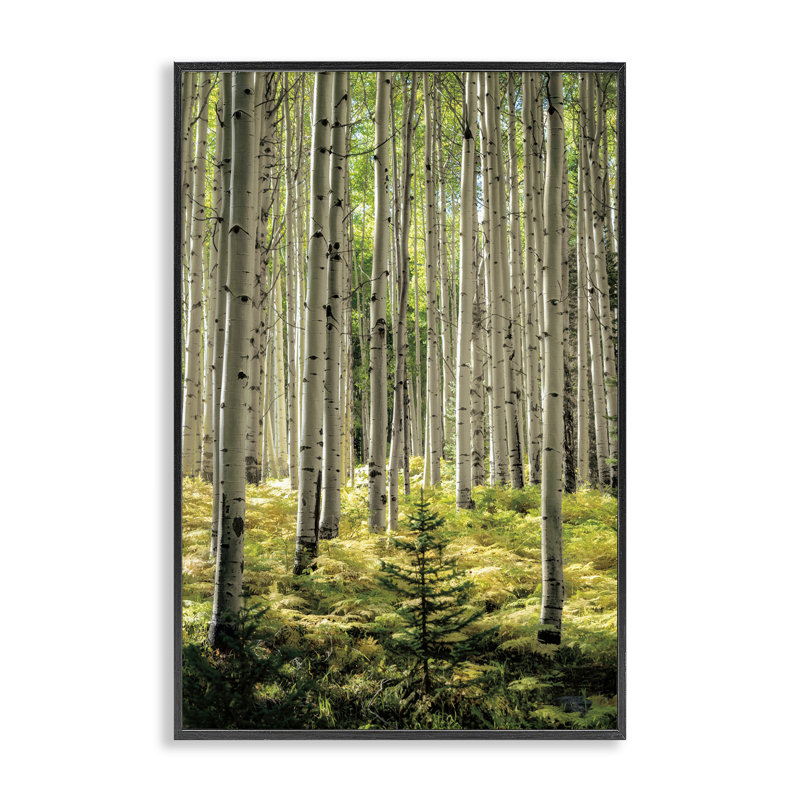 Petite et haute giclée encadrée de forêt de bouleaux, design par D. Burt, H 18 po x l 12 po, Giclée encadrée noir minuit