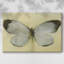 Toile tendue Chrysalis-Gallery-1702698104
