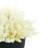 Pampas Arrangement in Planter