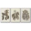 Sépia Botanical Journal VI 3 pièces-97711660-97711662