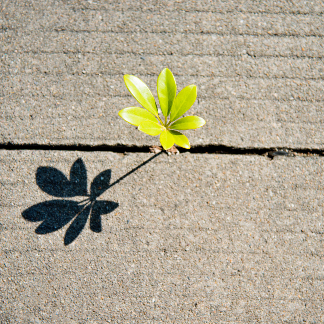 Growing Out Of Concrete von Baona - Kunstdrucke auf Leinwand ohne Rahmen