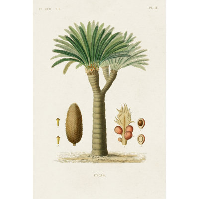 Antique Tree With Fruit V - Wrapped Canvas Painting