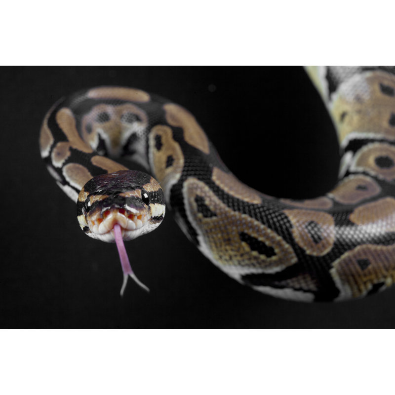 Python Snake Portrait - Wrapped Canvas Print, 61cm H x 91cm W x 3.8cm D