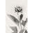 " White Dahlia II " by Lori Deiter-231594360-231594357-208326527