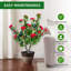 90cm Plant