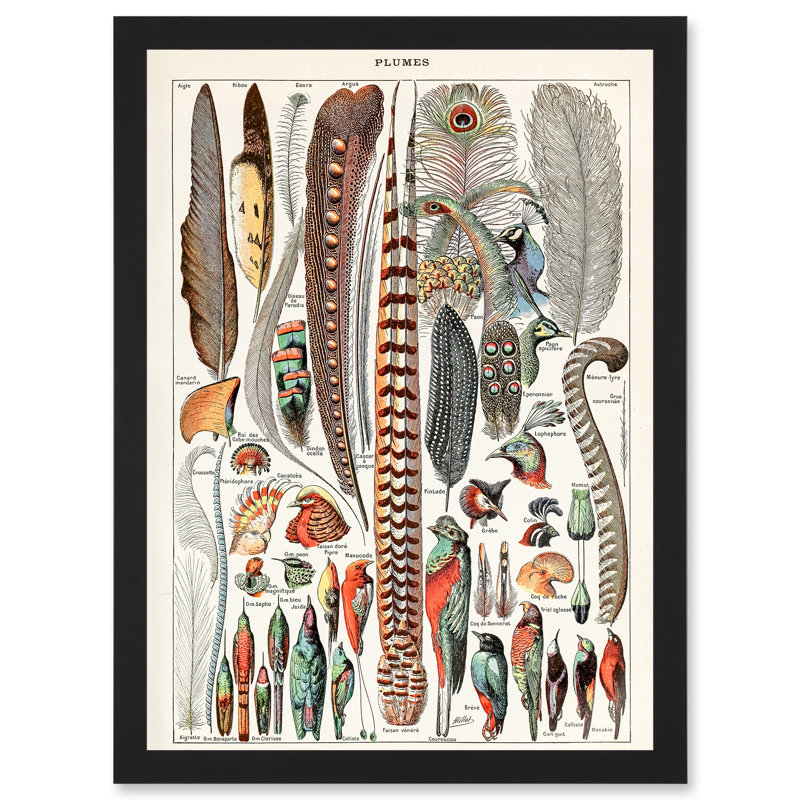 Birds Feathers - Single Picture Frame Print, 45.5cm H x 33cm W