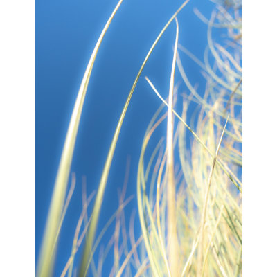 Dune Grasses Print by Petra Trimmel