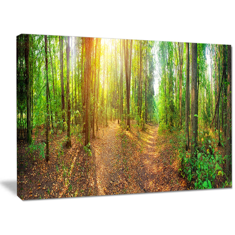 « dense forest panorama », reproduction de photo sur toile tendue, H 30 po x l 40 po x P 1 po
