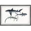 Clauson «Sharks», reproduction encadrée-10063894