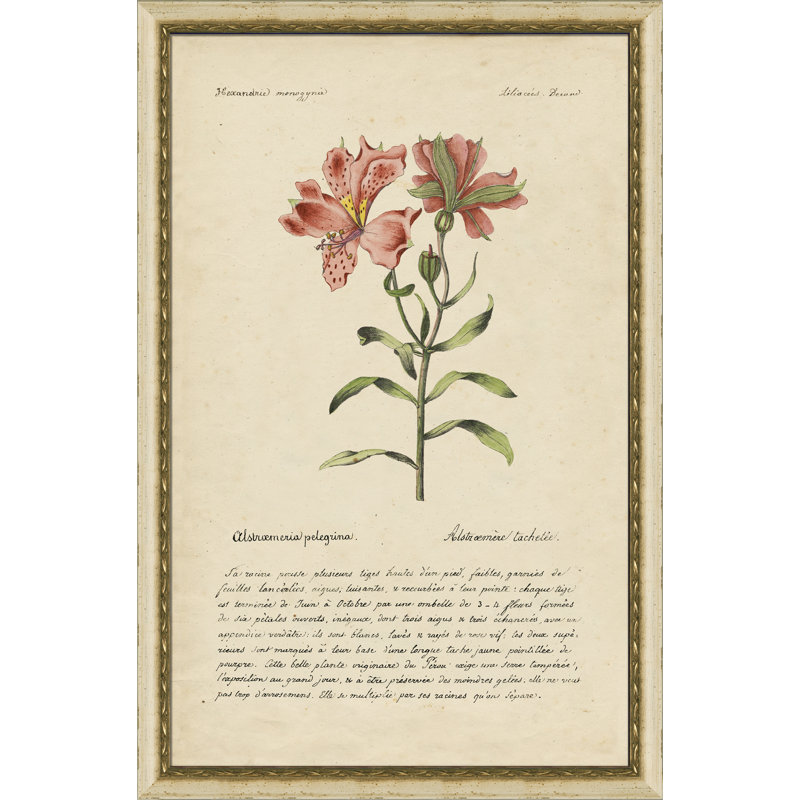 Peruvian Lilly - Peinture encadrée sur papier