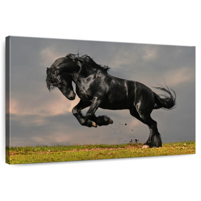 Brampt Striking Friesian Stallion