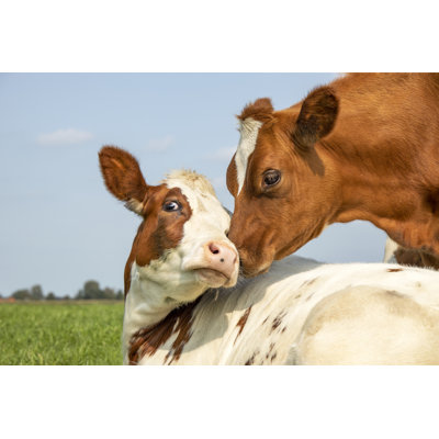 Cow Playfully Cuddling Another Young Cow Lying Down in a Field Under a Blue Sky, Calves Love Each Other 1 Piece Wrapped Canvas Wall Art