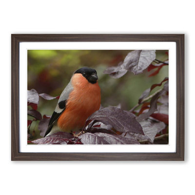 Bullfinch Bird Framed Photographic - Framed Print