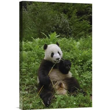 The Panda Baby, Bamboo Bears, Nature