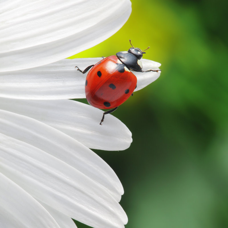 Ladybird On Camomile Flower - Wrapped Canvas Print, 76cm H x 76cm W x 3.8cm D