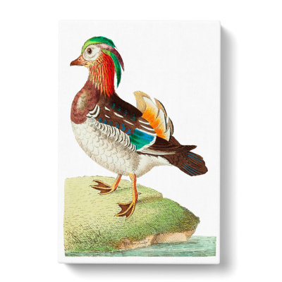 Mandarin Duck by George Shaw - Wrapped Canvas