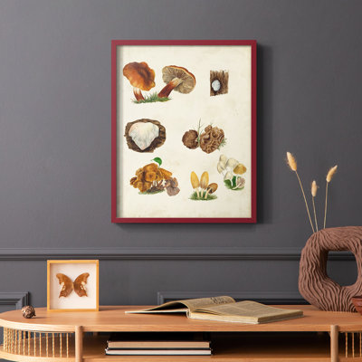 «Mushroom Species I», reproduction encadrée - bois massif