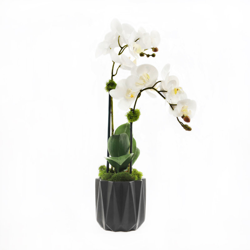 Orchid Floral Arrangement in Pot