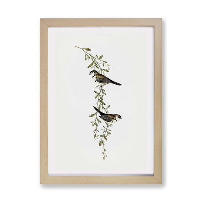 Black-Rumped Finch Birds - Framed Print