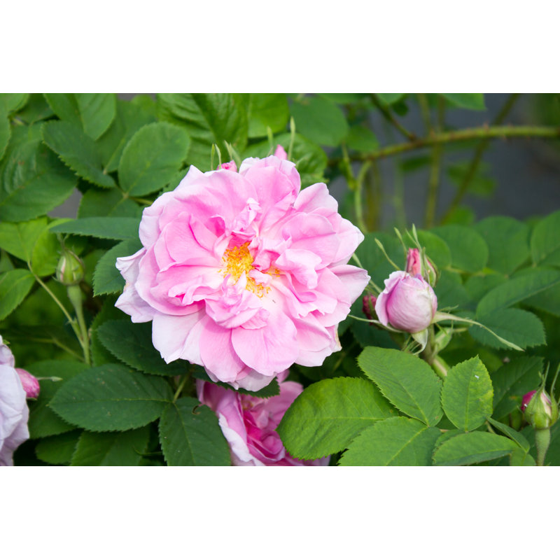 Champlost Damask Rose - Wrapped Canvas Print, 20cm H x 30cm W x 3.8cm D