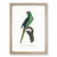 Red-Crowned Parakeet by F. Levaillant - Picture Frame Painting Print-55598161-55598160