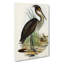 Great-Billed Heron by Elizabeth Gould - Wrapped Canvas-55359609