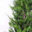 Faux Tree in Pot Liner-93622440