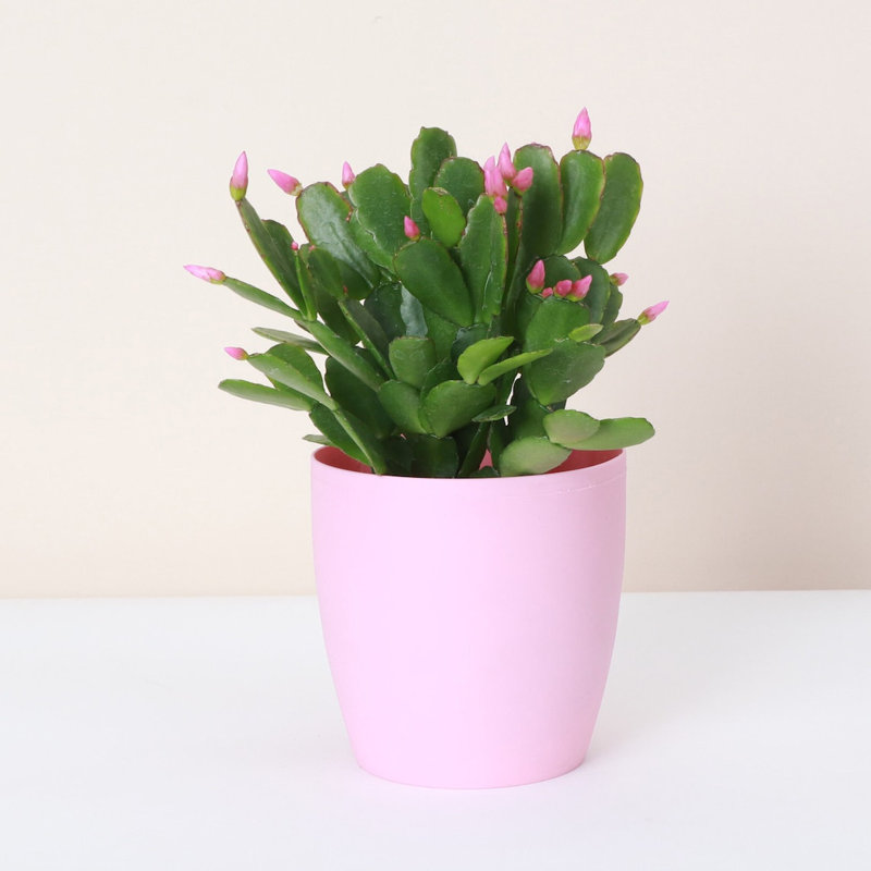 6" Live Easter Cactus Plant in Pot