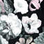 Floral Wallpaper-1004740518