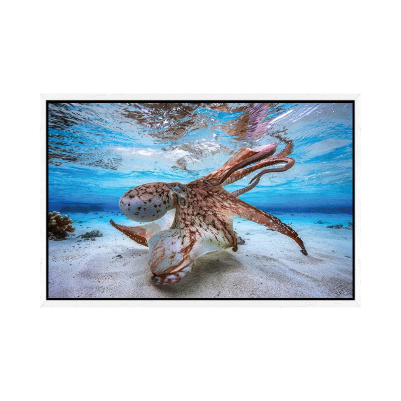 Dancing Octopus by Barathieu Gabriel - Print on Canvas, 66.04 cm H x 45.72 cm W, White Framed