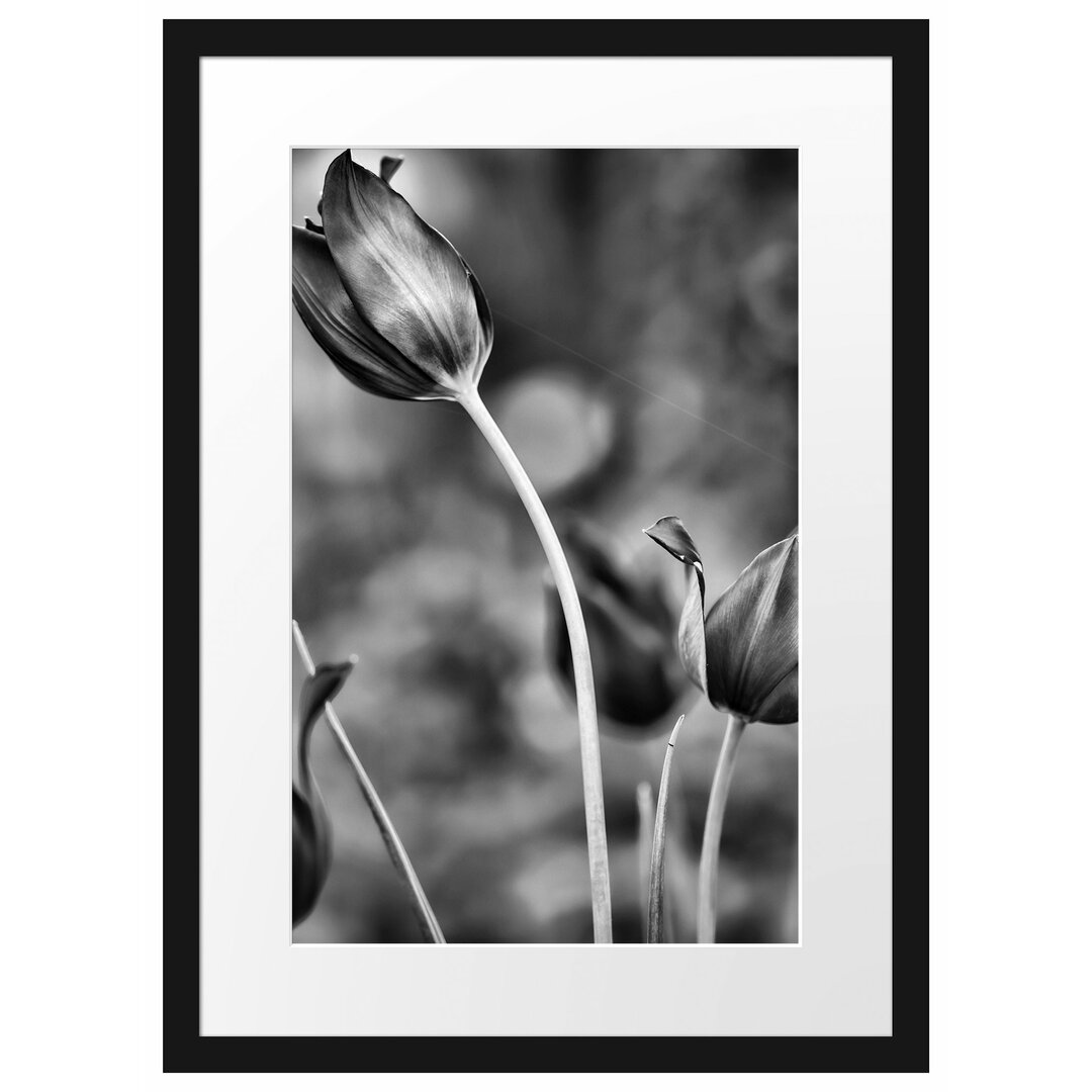 Gerahmtes Poster Tulpen im Abendlicht