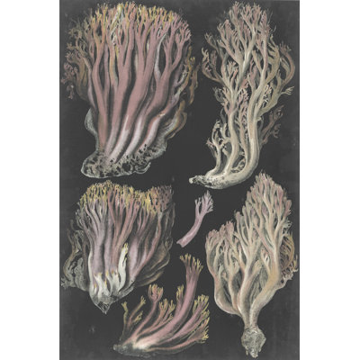 Genus Clavaria II by F. Leuba - Wrapped Canvas Print