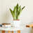 2-Pack Smart Self-Watering Planter Pot For Indoor And Outdoor - White - Square Cone-562440239