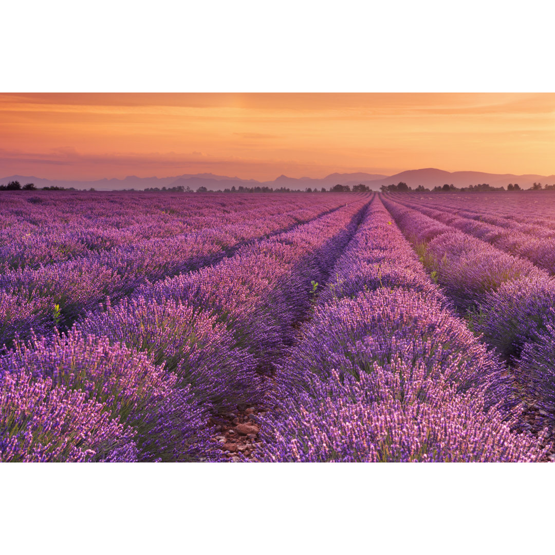 Colmesneil Sunrise Over Fields Of Lavender - Wrapped Canvas Print