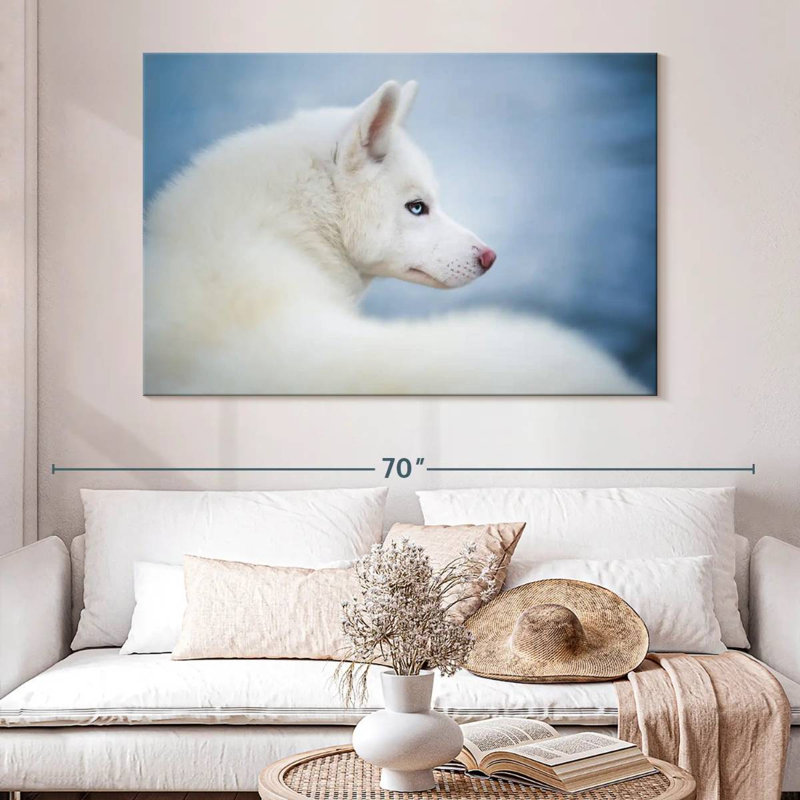 Husky blanc pur, H 34 po x l 51 po