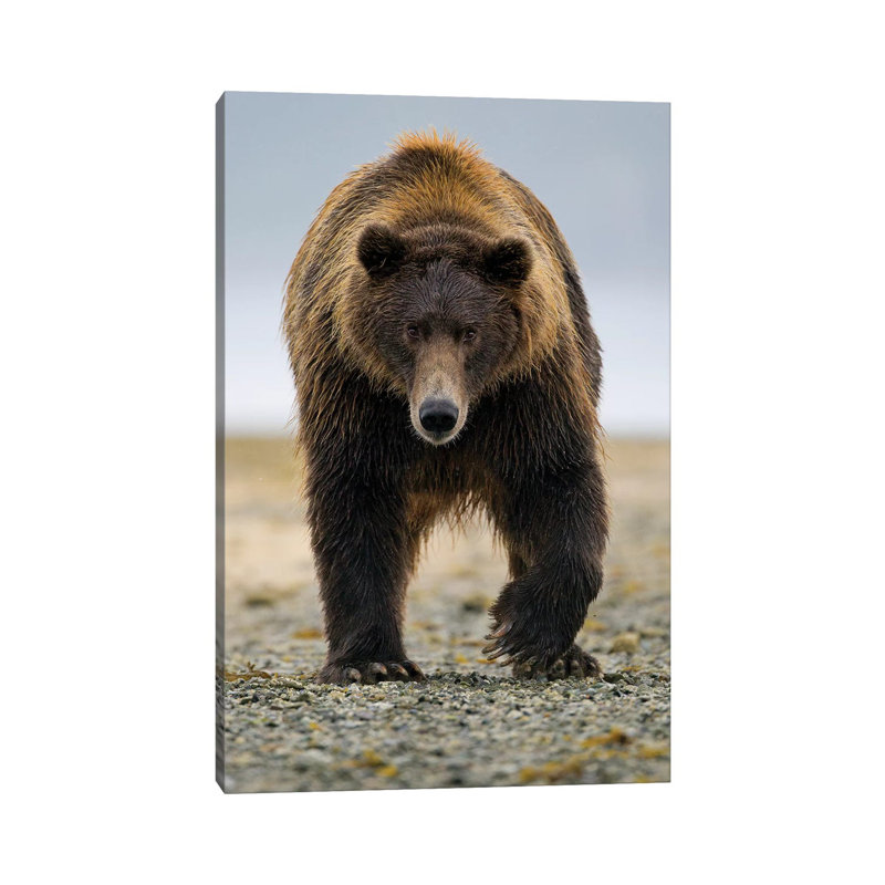 Brown Bear, Katmai, Alaska by Jaymi Heimbuch - Wrapped Canvas Print, 101.6 cm H x 66.04 cm W x 1.91 cm D