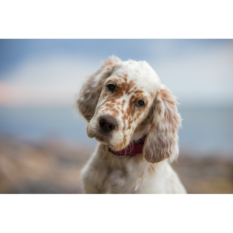 Pictures Of English Setter Puppies. - Wrapped Canvas Print, 30cm H x 46cm W x 3.8cm D