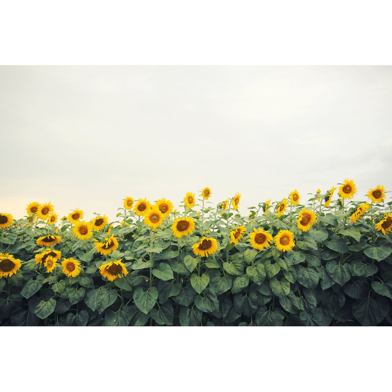 Yellow Sunflowers - Wrapped Canvas Print, 30cm H x 46cm W