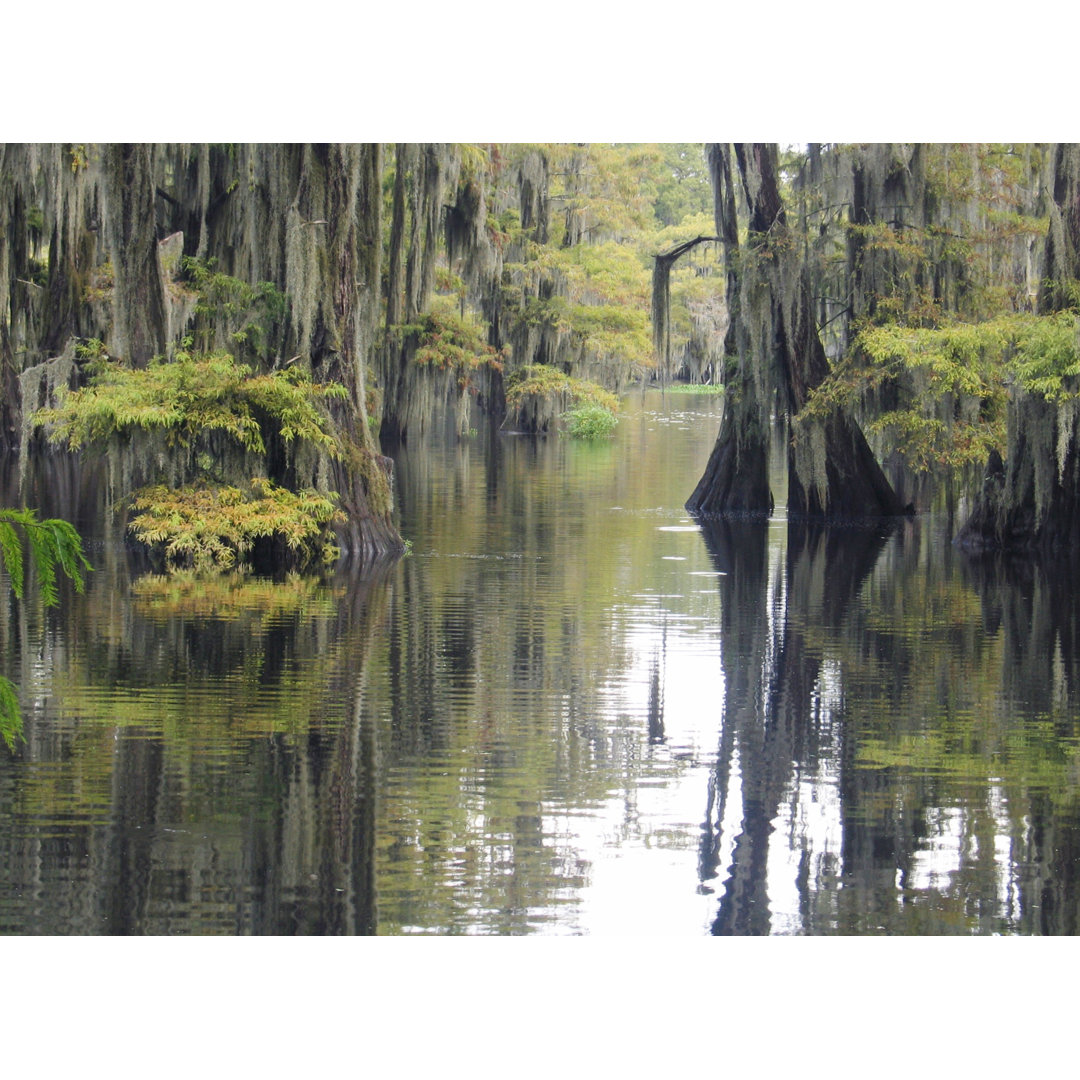 Cypress Swamp von Kathryn8 - Kunstdrucke auf Leinwand ohne Rahmen