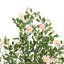 165cm Plant