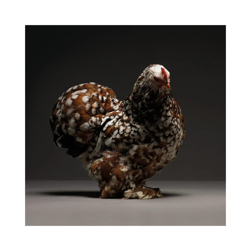 Cochin Bantam by CHICken - Wrapped Canvas Print, 66.04 cm H x 66.04 cm W x 1.91 cm D