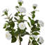 90cm Plant