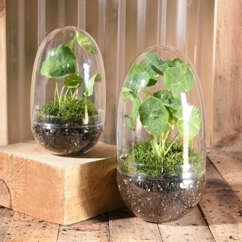 Glass Cachepot, 9" H x 4" W x 4" D