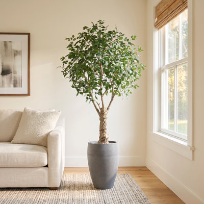Adcock 96" Ficus Tree in Planter