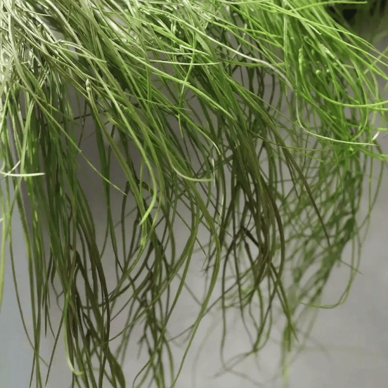 Branche de roseau en cascade - 37,4 po, Fresh Green, [B] 3 Stems