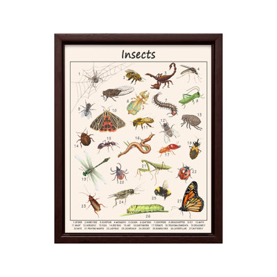 Insects