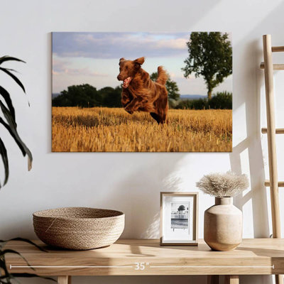 Brampt Happy Brown Retriever